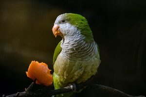 Quaker Parakeet