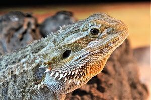 Bearded Dragon