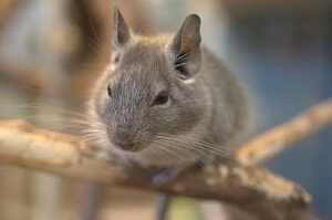 Chinchilla