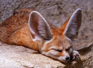 Fennec Fox