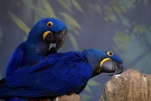 Hyacinth Macaw