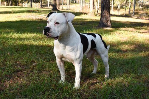 American Bulldog Johnson Line