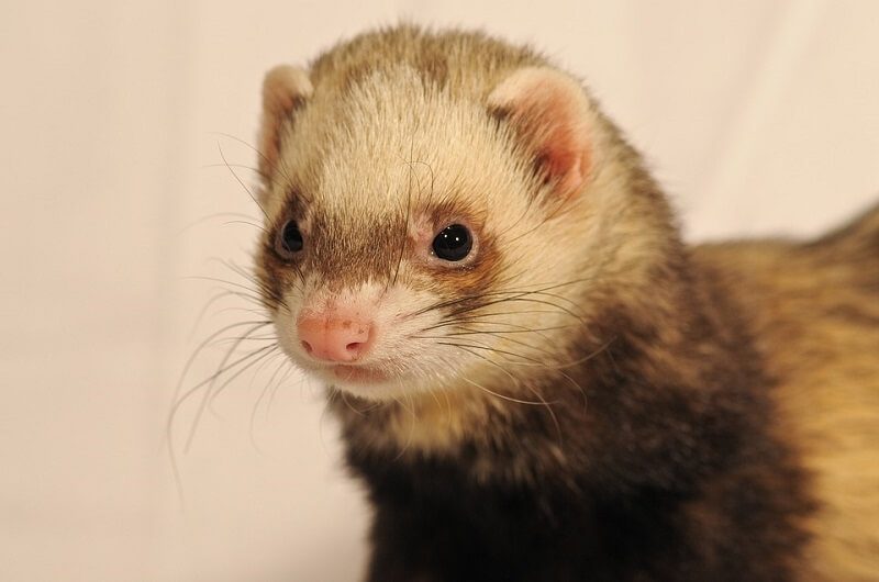 Ferrets and Children