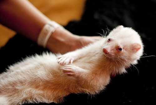 Ferret Cuddling