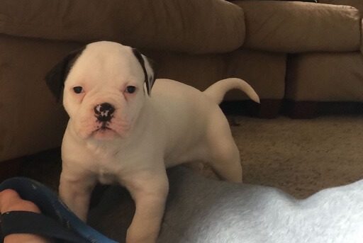 Johnson American Bulldog Puppy