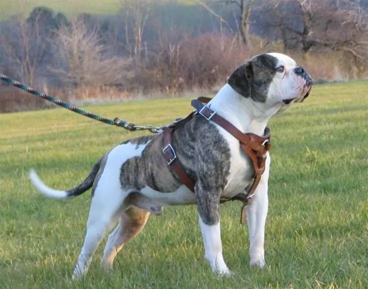 Johnson American Bulldog Breed