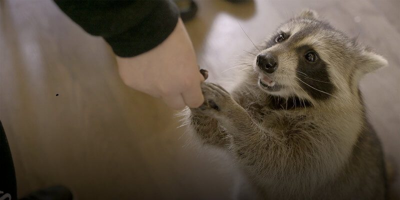 Rescue Center for Exotic Pets