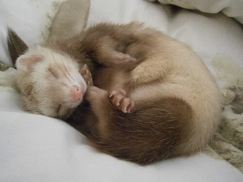 Sleeping Ferret