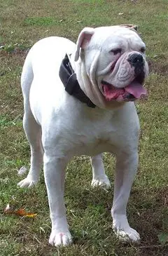 White Johnson Bulldog