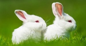 Why Do White Rabbits Have Red Eyes? (Albinism) - Petculiars