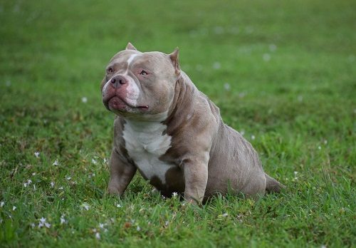 Exotic Bully on Grass