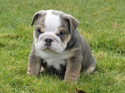 Exotic Bully Pup