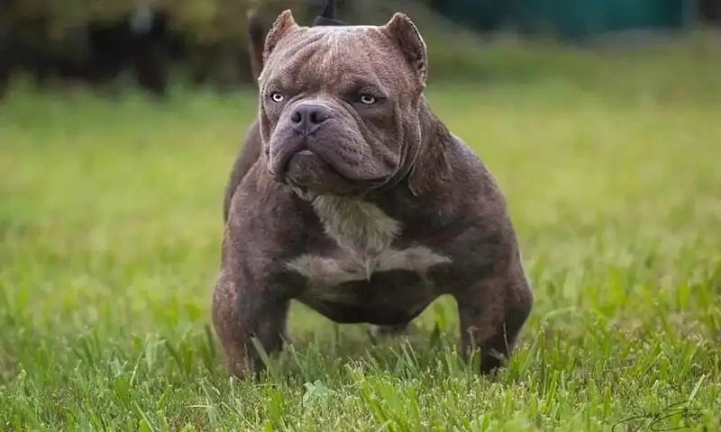 Exotic Bully