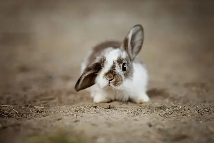 Rabbit Names