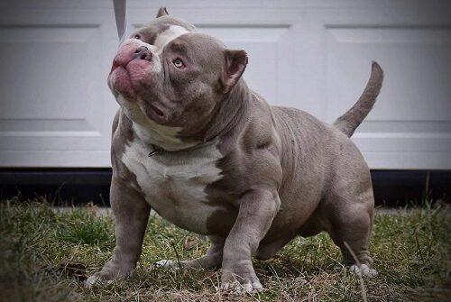 Small Exotic Bully