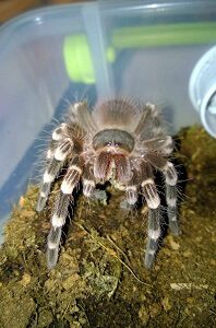 Tarantula ready to eat