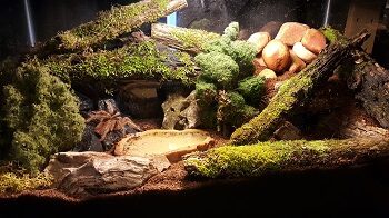 Tarantula Terrarium