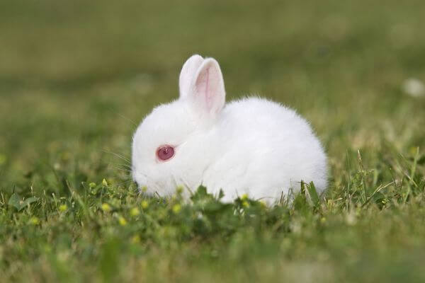 White Polish Rabbit Red Eyes