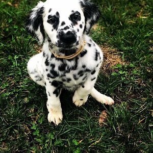 Dalmatian Pup