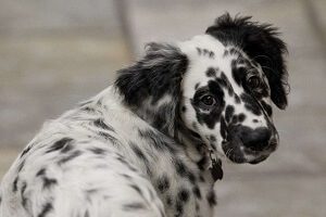 Adopt a Long Haired Dalmatian