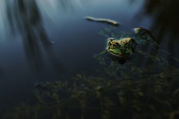 Frog in Pond