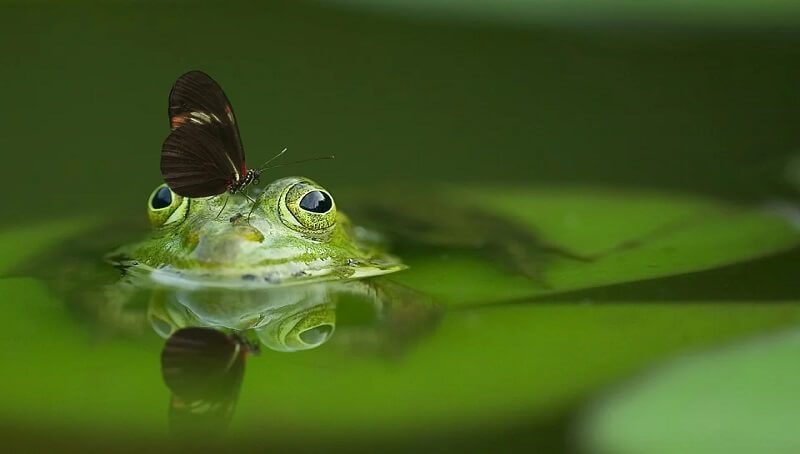 Frog Prepairing to Eat