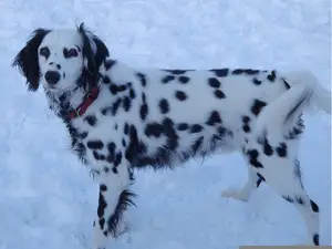 Long Haired Dalmatian Snow