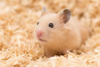 Syrian Hamster Cub