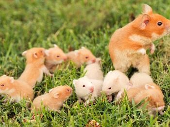 Syrian Hamsters in the Wild