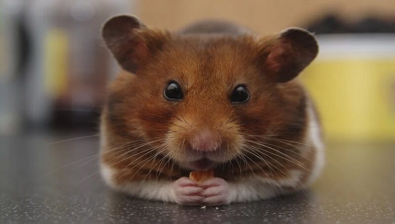 Syrian Hamster