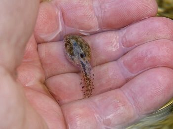 Tadpole in Hand