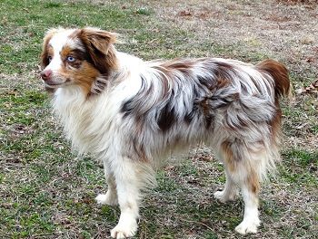 Adult Toy Australian Shepherd