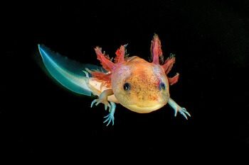 Axolotl In Water