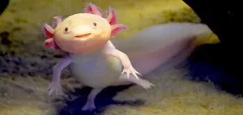 Pink Axolotl
