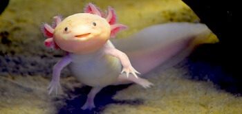 Pink Axolotl