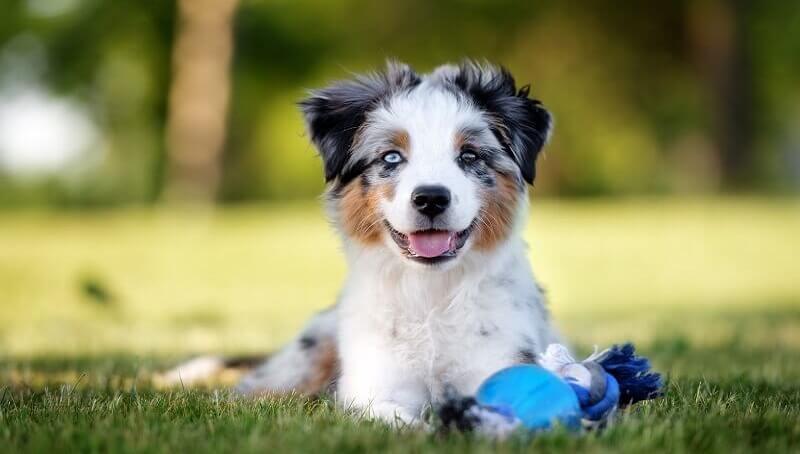 Toy Australian Shepherd Details