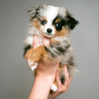 Toy Australian Shepherd Pup