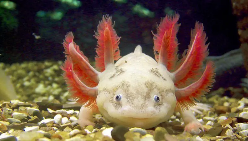 Detailed Info about Axolotl (The Mexican Walking Fish) 2 Axolotl Details