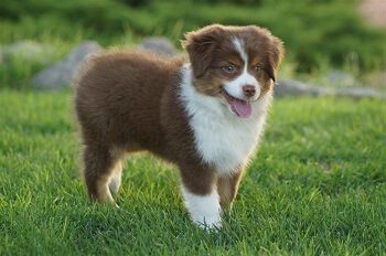 Cool Toy Australian Shepherd Facts