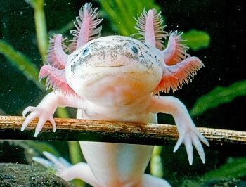 Happy Axolotl