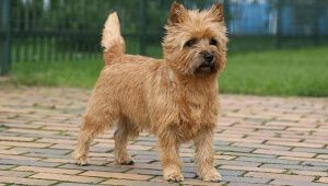 Cairn Terrier