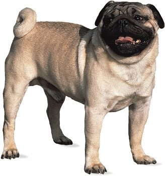 Pug/Mops Breed