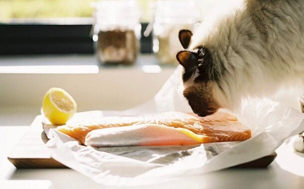 Can Cats Eat Salmon Skin