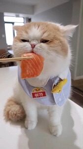 Cat Eating Salmon