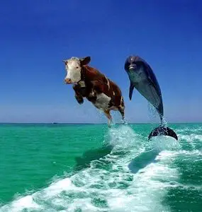 Cow swimming with dolphin
