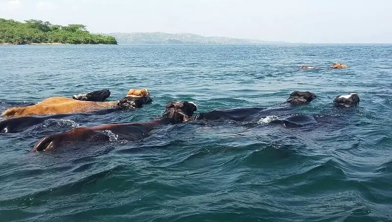 Cows Swimming