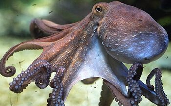 Large Octopus