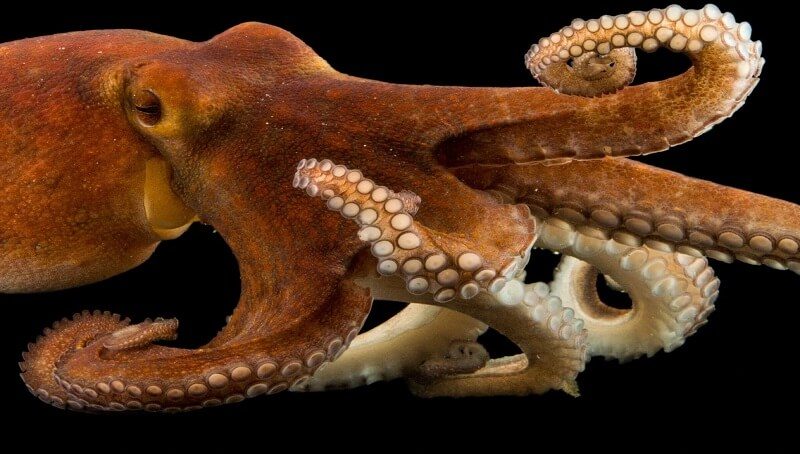 Octopus names
