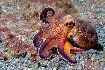 Octopus underwater