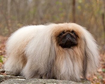 Pekingese Breed